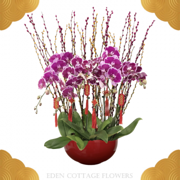 CNY Potted Phalaenopsis Orchids CNP05