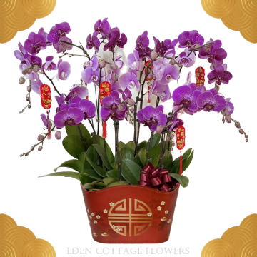 CNY Potted Phalaenopsis Orchids CNP12