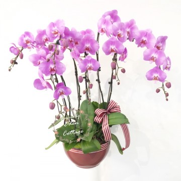 Phalaenopsis Orchids PFA12