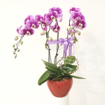 Phalaenopsis Orchids PFA4