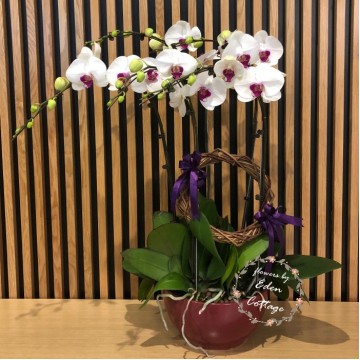 Phalaenopsis Orchids PFA10