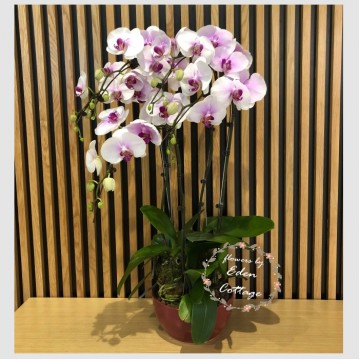 Phalaenopsis Orchids PFA11