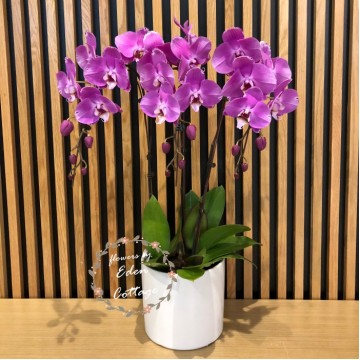 Phalaenopsis Orchids PFA17