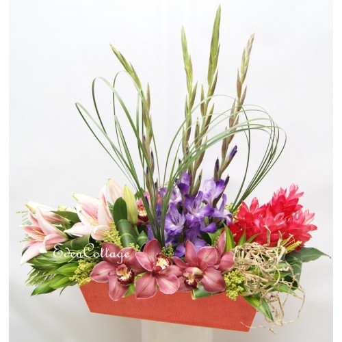 Shop by Occasions