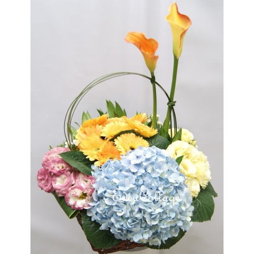 Shop by Occasions