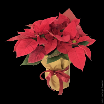 Christmas Red Poinsettias XMF1